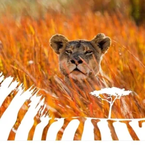 Big CAT - KTB