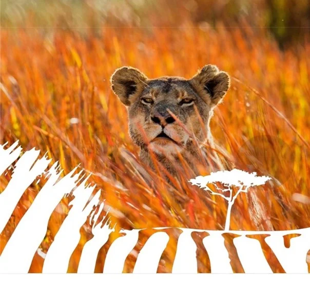Big CAT - KTB