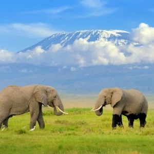 In The Shade of Kili - Ktb