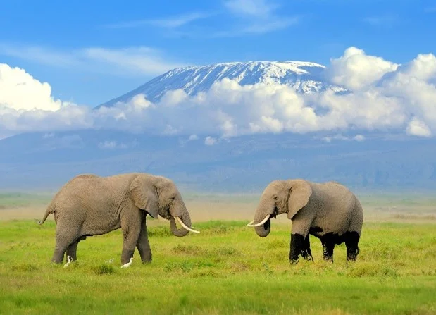 In The Shade of Kili - Ktb