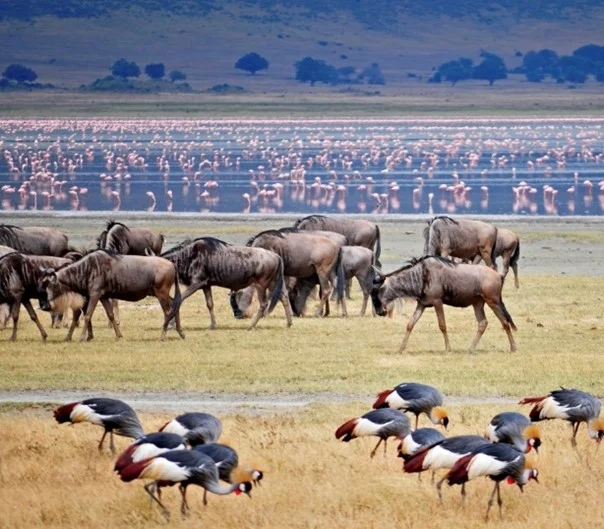 Kenya Highlights - KTB