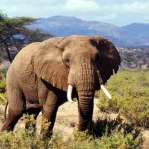 Wilderness Odyssey_ From Samburu to the Mara