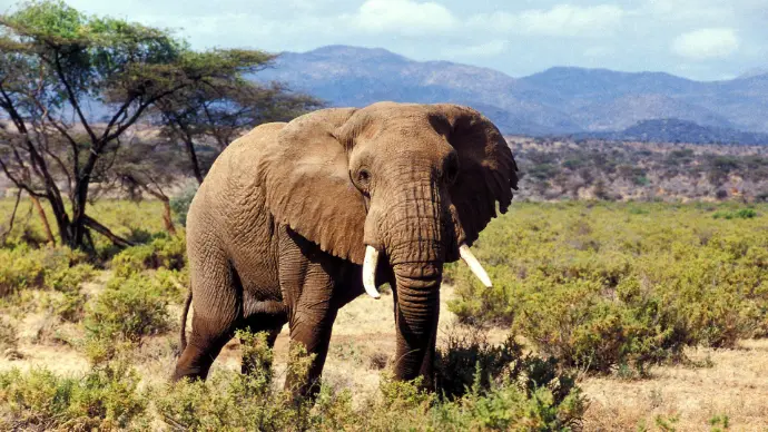 Wilderness Odyssey_ From Samburu to the Mara